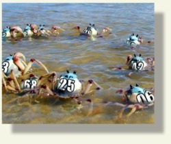 Hawaiian Crab Race